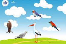 Spring Alive – Observez et annoncez le retour des oiseaux mi ... Image 6