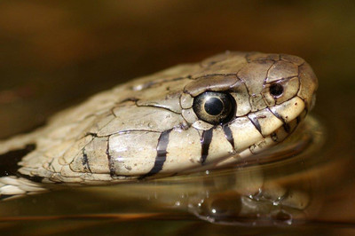 La couleuvre à collier, un serpent très calme et semi-aquati ... Bild 1