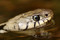 La couleuvre à collier, un serpent très calme et semi-aquati ... Image 1