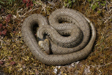 La couleuvre à collier, un serpent très calme et semi-aquati ... Bild 1