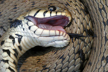 La couleuvre à collier, un serpent très calme et semi-aquati ... Bild 2