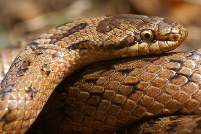 La coronelle lisse, le plus petit serpent de notre faune her ... Bild 1