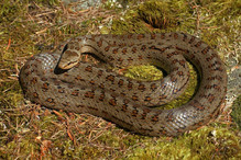 La coronelle lisse, le plus petit serpent de notre faune her ... Image 3