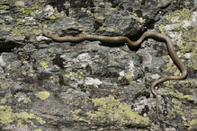 La coronelle lisse, le plus petit serpent de notre faune her ... Image 4
