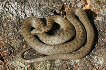 La coronelle lisse, le plus petit serpent de notre faune her ... Image 5