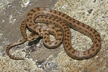 La coronelle lisse, le plus petit serpent de notre faune her ... Image 6