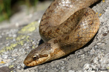 La coronelle lisse, le plus petit serpent de notre faune her ... Image 1