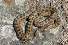 La coronelle lisse, le plus petit serpent de notre faune her ... Bild 2