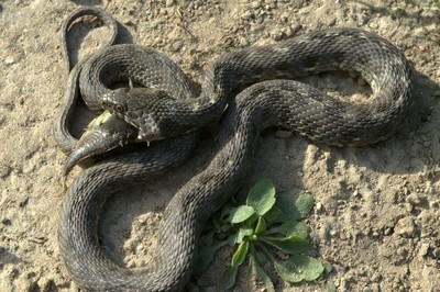 La couleuvre vipérine, le serpent le plus menacé du Valais Image 1