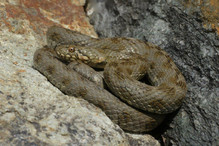 La couleuvre vipérine, le serpent le plus menacé du Valais Bild 1