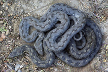 La couleuvre vipérine, le serpent le plus menacé du Valais Bild 2