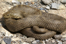 La couleuvre vipérine, le serpent le plus menacé du Valais Bild 3