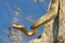 La couleuvre d'Esculape, le plus grand serpent de notre faun ... Image 1