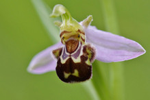 Insectes ou orchidées ? Image 1