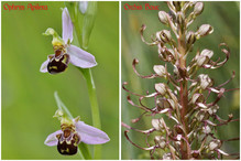Insectes ou orchidées ? Bild 2