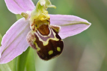 Insectes ou orchidées ? Bild 3