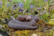 Reptiles et biodiversité Image 3