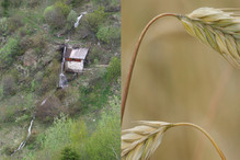 Le moulin de Randonnaz-Chiboz-Beudon (2e partie) - La Renais ... Bild 9
