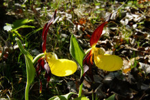 Astucieuses orchidées Bild 4