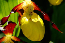 Astucieuses orchidées Bild 3