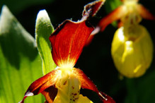 Astucieuses orchidées Bild 1