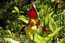 Astucieuses orchidées Bild 6