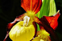 Astucieuses orchidées Bild 2