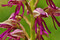L’Orchis Belliqueux Image 1