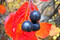 L'aronie ou aronia, un fruit à la mode, encore peu connu che ... Bild 1