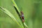 Le Moine ou Cantharis rustica / Rustic Sailor Beetle Image 1