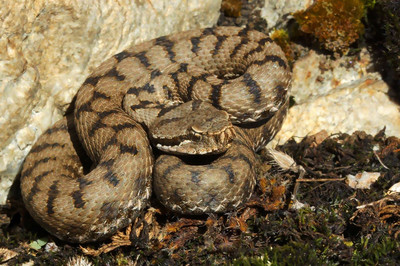 La vipère Aspic Atra (1ère partie) - Un serpent à qui l’on m ... Bild 1