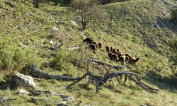 Valorisation des steppes du Parc naturel régional de Pfyn-Fi ... Bild 1
