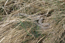 Sortie d’Hibernation des Serpents du Valais Image 1