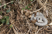 Sortie d’Hibernation des Serpents du Valais Image 2