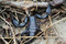 Euscorpius italicus, notre petit scorpion valaisan Image 1