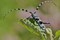 La Rosalie des Alpes, joyau des coléoptères Image 1