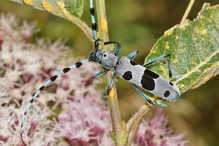 La Rosalie des Alpes, joyau des coléoptères Image 5