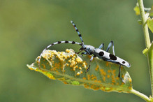 La Rosalie des Alpes, joyau des coléoptères Image 6