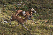 Le rut des mouflons Image 10