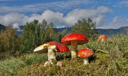 Biodiversité : Les champignons