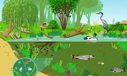 Biodiversité : Les écosystèmes