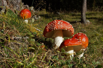Thématique biodiversité : Les champignons Image 1