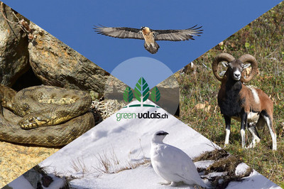 Thématique biodiversité : La faune valaisanne Bild 1