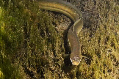L’anguille, menacée d’extinction, désignée «poisson de l’ann ... Image 1