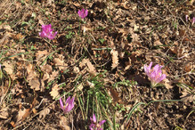 Les premiers « bulbocodes du printemps » ont fleuri aux Foll ... Bild 5