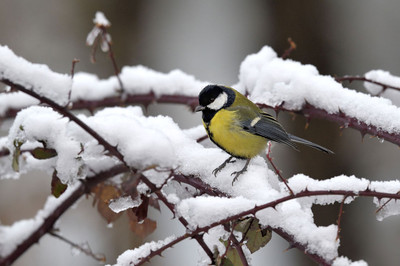 Plumettes hivernales (Faut-il vraiment nourrir les oiseaux e ... Bild 1