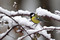 Plumettes hivernales (Faut-il vraiment nourrir les oiseaux e ... Image 1