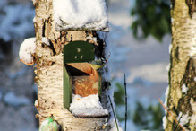 Plumettes hivernales (Faut-il vraiment nourrir les oiseaux e ... Bild 19