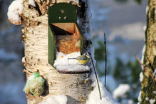 Plumettes hivernales (Faut-il vraiment nourrir les oiseaux e ... Bild 20