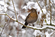 Plumettes hivernales (Faut-il vraiment nourrir les oiseaux e ... Image 18